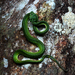Southern Large-scaled Pit Viper - Photo (c) rajasekar, some rights reserved (CC BY-NC), uploaded by rajasekar
