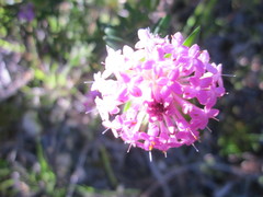 Pimelea rosea
