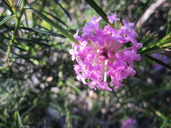 Pimelea rosea