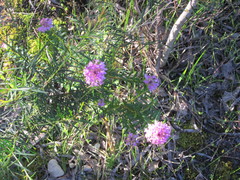 Pimelea rosea