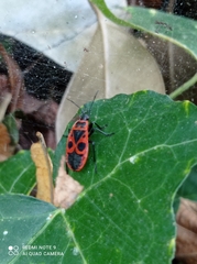 Pyrrhocoris apterus