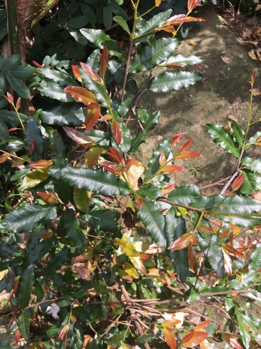 Ochna serrulata
