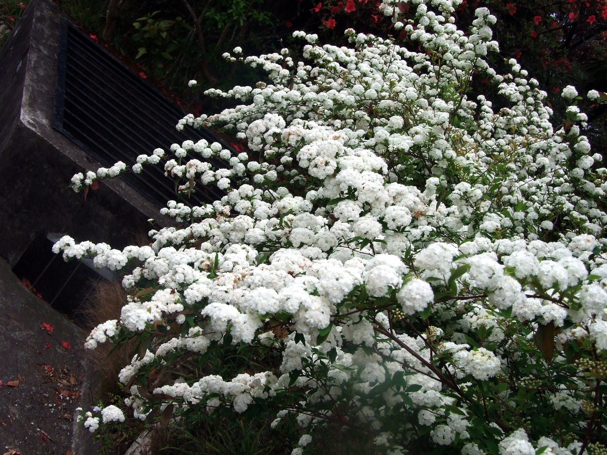 Reeve's Spirea (Spiraea cantoniensis) · iNaturalist