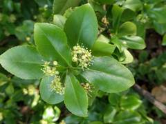 Euonymus hederaceus
