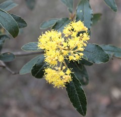 Pomaderris intermedia