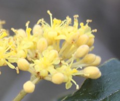 Pomaderris intermedia