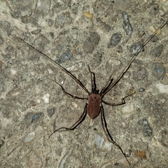 Hadrobunus maculosus