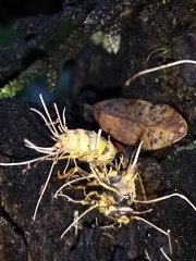 Ophiocordyceps humbertii