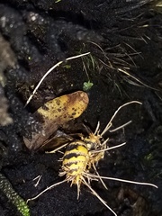 Ophiocordyceps humbertii
