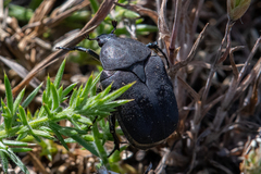 Protaetia morio