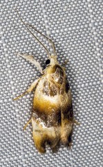 Piloprepes anassa