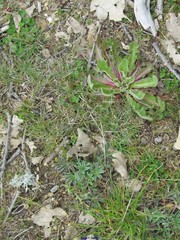 Lupinus gredensis