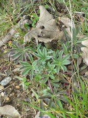 Lupinus gredensis
