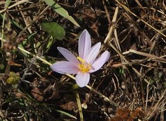Colchicum autumnale