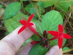 Crusea coccinea