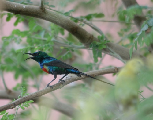 Beautiful Sunbird