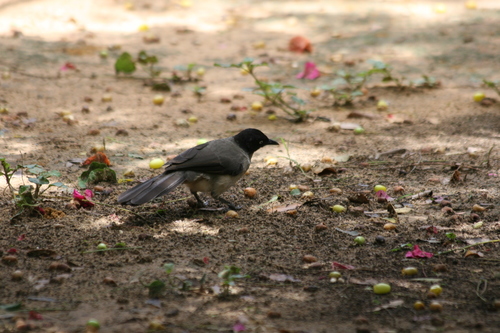 Blackcap Babbler (Turdoides reinwardtii), photo 2