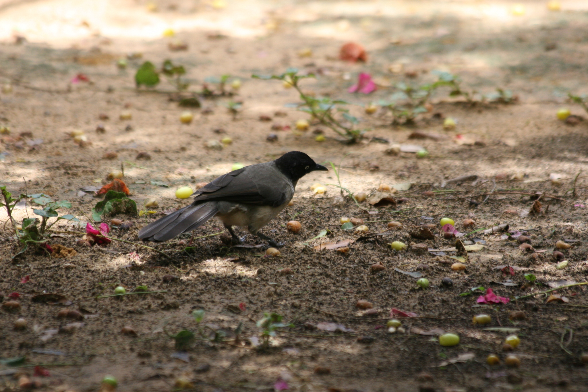 Blackcap Babbler illustration
