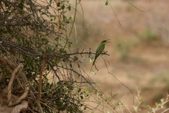 Merops viridissimus