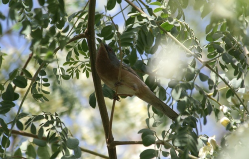 Western Subalpine Warbler