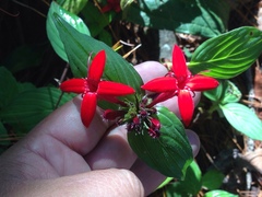 Crusea coccinea