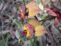 Diuris longifolia