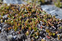 Gaultheria nubicola