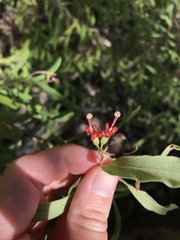 Grevillea linsmithii