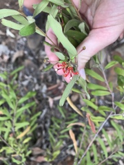 Grevillea linsmithii
