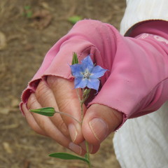 Trichodesma zeylanicum