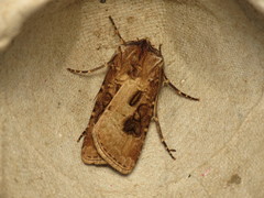 Agrotis clavis