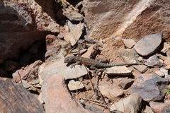 Liolaemus constanzae