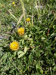 Trifolium badium