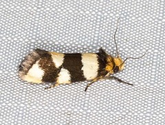 Placocosma anthopetala