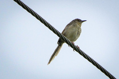 Prinia sylvatica