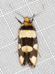 Placocosma anthopetala