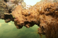 Styelidae