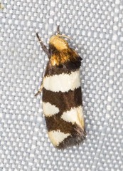 Placocosma anthopetala