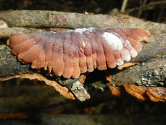 Hypocreopsis lichenoides