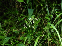 Solanum pittosporifolium