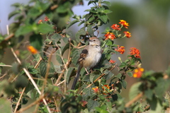 Prinia