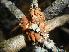 Hypocreopsis lichenoides