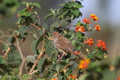 Prinia
