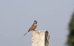 Emberiza stewarti