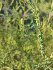 Ischnura elegans