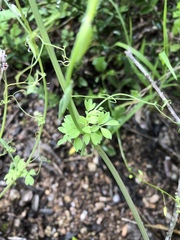 Cysticapnos cracca