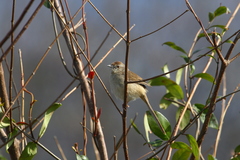 Prinia