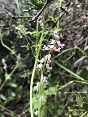 Cysticapnos cracca