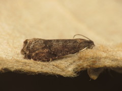 Grapholita funebrana