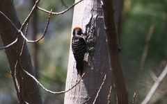 Dendrocoptes auriceps